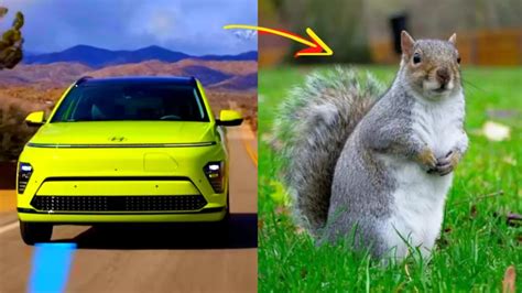 How to Stop Squirrels from Chewing Wires in Car: Why Do They Even Like the Taste of Rubber?