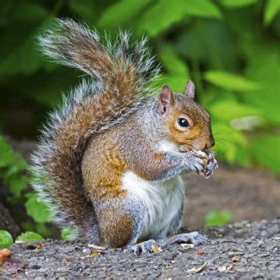 When Does Motorcycle Season Start? And Why Do Squirrels Always Cross the Road at the Worst Time?